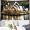 adeline_cressida_everhart