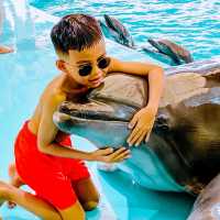 Must-visit attractions for parent-child trips in Thailand, swim with dolphins!