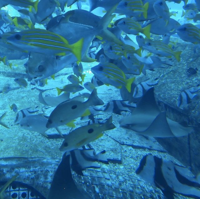 Beautiful Aquarium in Sanya 🇨🇳