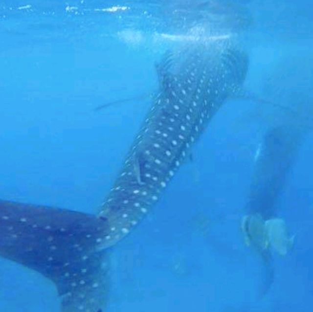 Encountering the Gentle Giants! 🇵🇭