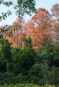 秋冬季的長沙植物園，別樣的美