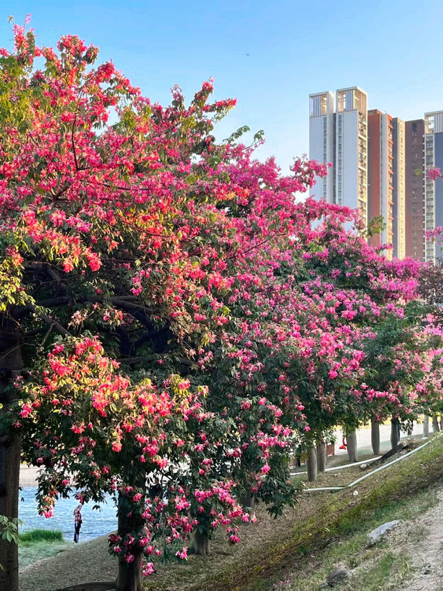 深圳 觀瀾湖異木棉  | 錯過等一年，冬日童話的粉色花海