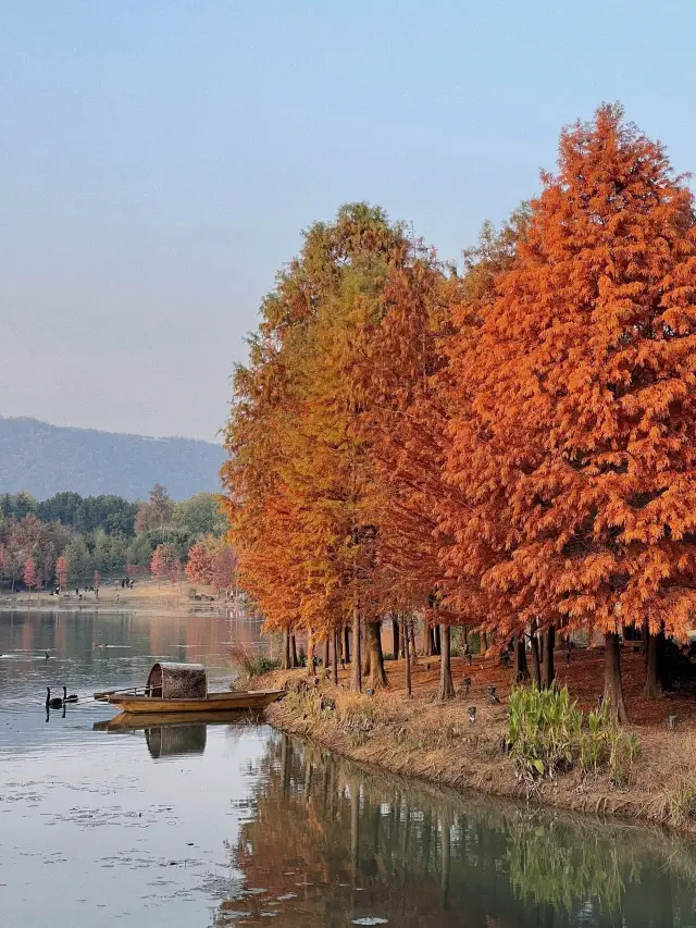 No filter! The most realistic autumn scenery in Ming Xiaoling Mausoleum! Attached guide