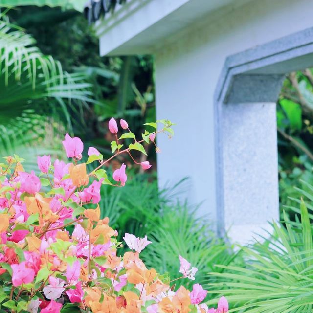 杜鹃花展，白雲山