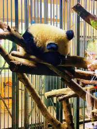 成都大熊猫繁殖研究基地遊玩攻略