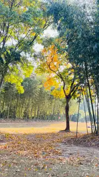 這不是瑞士!這是在上海!