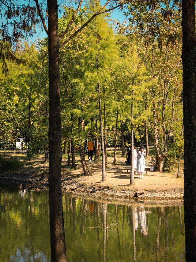 福州閩江公園南園賞秋正當時