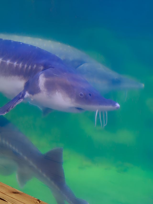 撫遠旅行｜這裡是屬於遠東小鎮的水族館