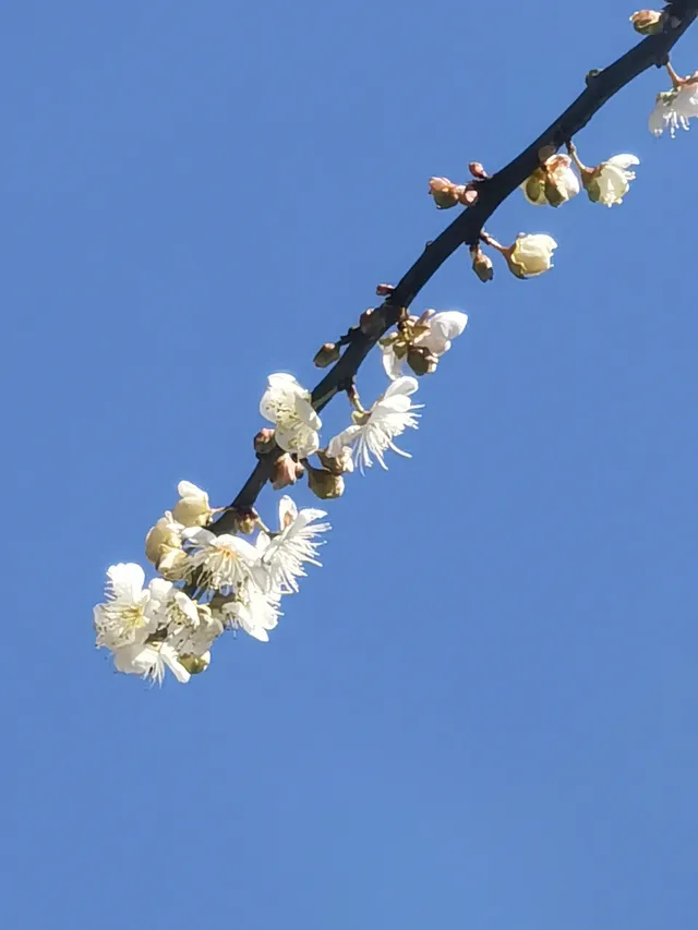 錯過等一年！一定要看的“梅花雪”，