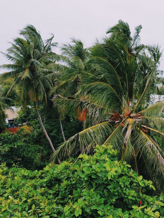 Thulusdhoo Island, Maldives 🇲🇻🏝️