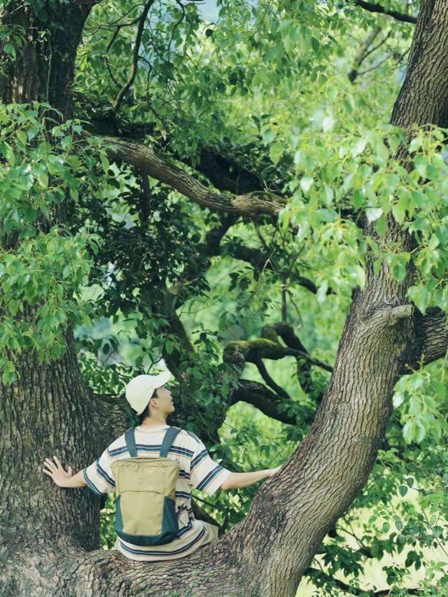 廈門1小時直達漳州版《奇幻森林》！