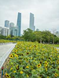 宏城公園向日葵美則美矣，奈何錯過最好的時光  這次的向日葵是矮的 數量更密集 去逛美術館順路去宏城