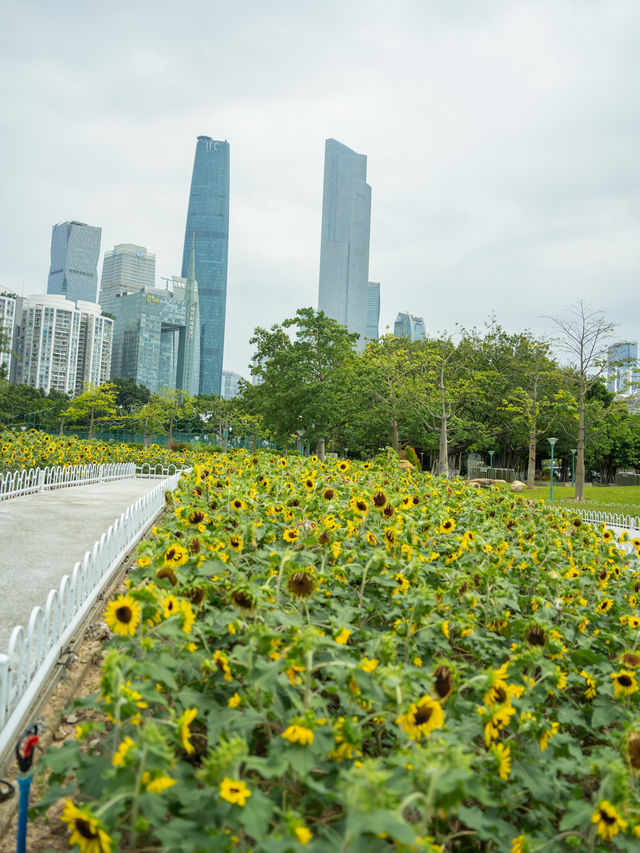 宏城公園向日葵美則美矣，奈何錯過最好的時光  這次的向日葵是矮的 數量更密集 去逛美術館順路去宏城