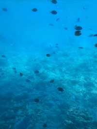 埃及紅海日出而起日落狂歡