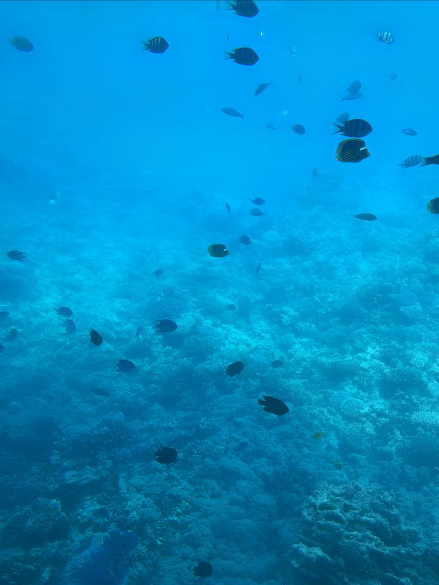 埃及紅海日出而起日落狂歡