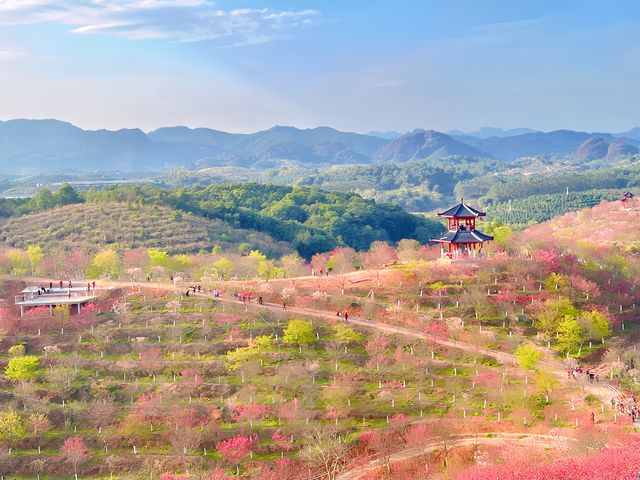 0元打卡滿山遍野櫻花林美得讓人窒息