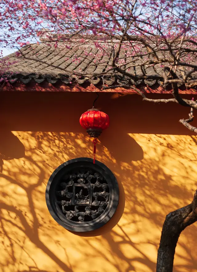 Huzhou Tiefo Temple | The most spiritual plum blossoms in Jiangnan are in bloom