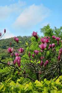 來看廣州版「芳草鮮美 落英繽紛」