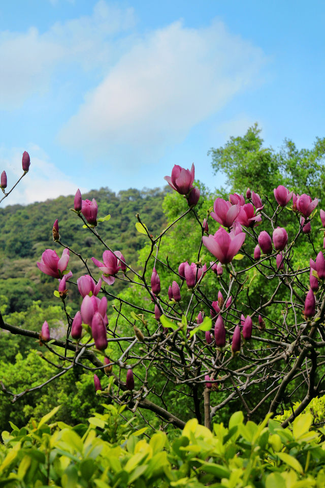 來看廣州版「芳草鮮美 落英繽紛」