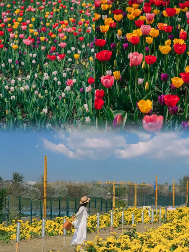 Spring in Chengdu is simply too romantic, with the entire city surrounded by a sea of flowers!