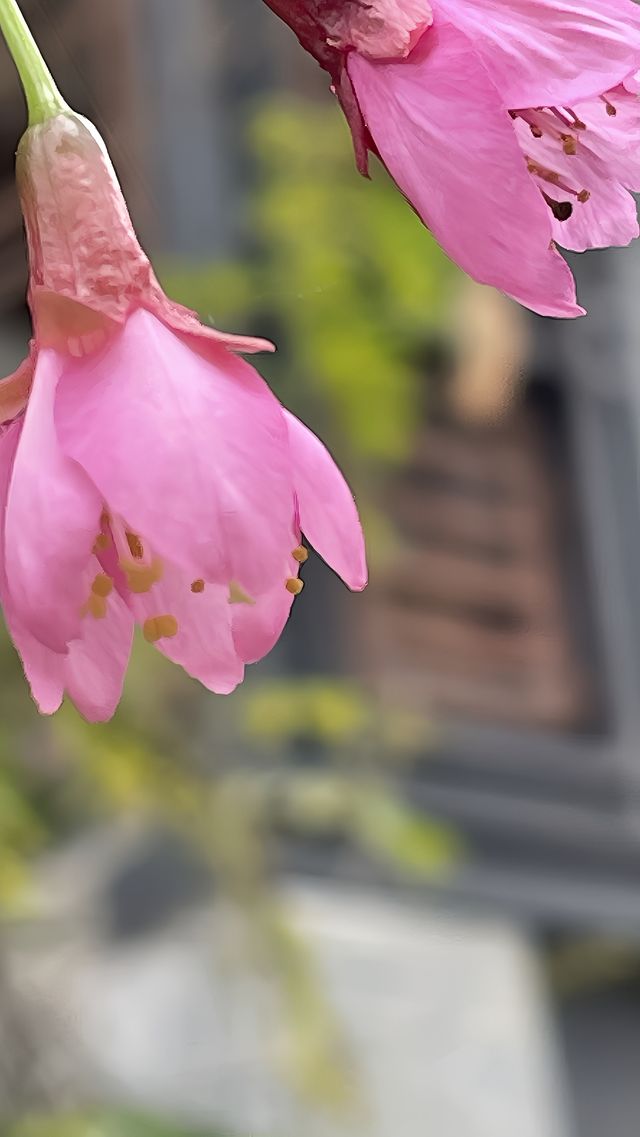 屏山公園賞櫻