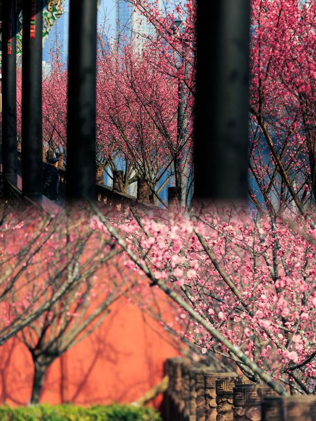 成都今日實拍：望江樓公園的梅花進入盛放期！