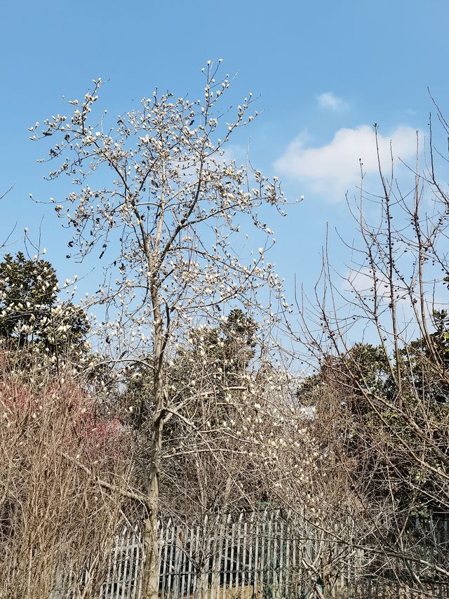 南京空氣好，景色好！銀杏湖如畫春天