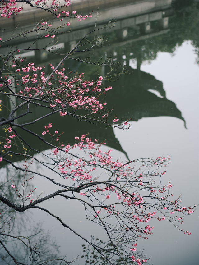 紅梅公園的梅花與雨天也太配了吧