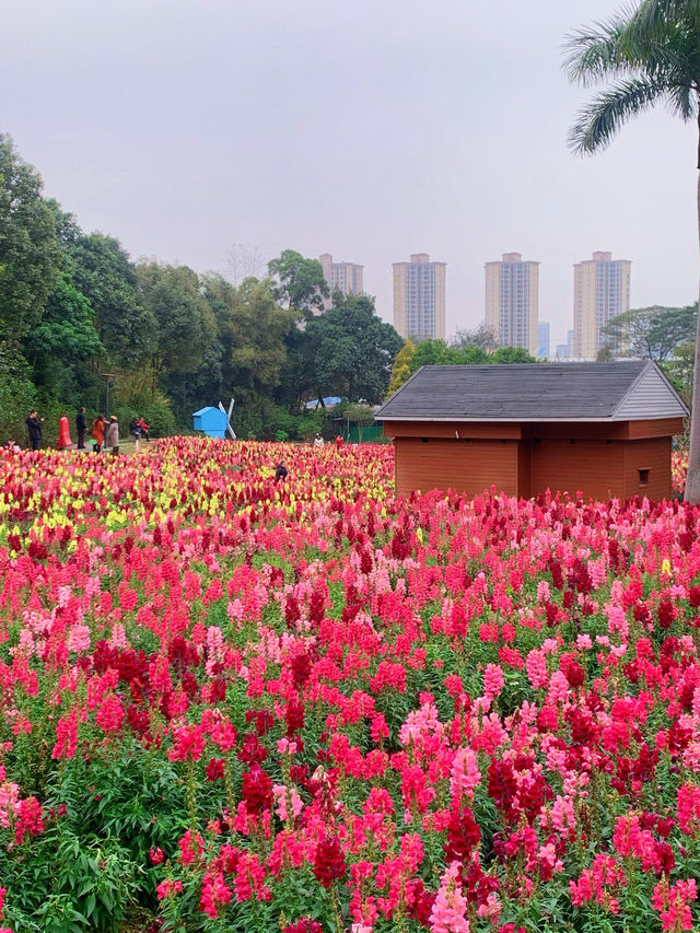 三山森林公園｜三八節帶姐妹看金魚草花海