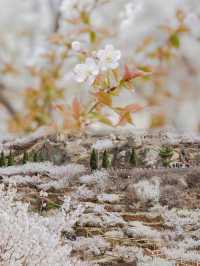 春日限定浪漫和滿山櫻花有個粉色約會