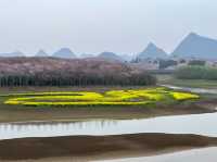 全球最大櫻花基地，居然在中國！