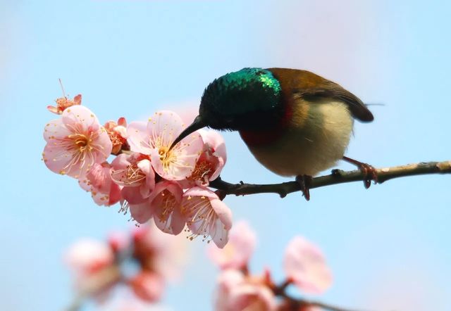 屈原故里賞梅花