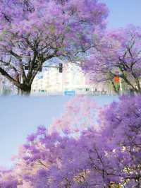 鏡頭下的春和景明 | 藍花楹盛開的小城