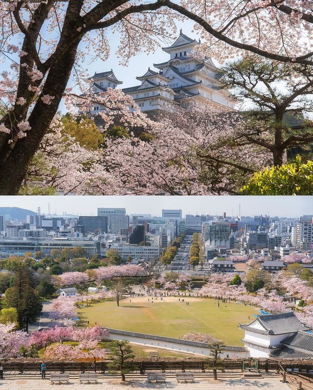 姫路城の桜🌸