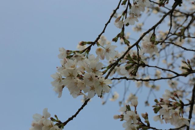 在武漢東湖櫻花園拍到了人生照片|||