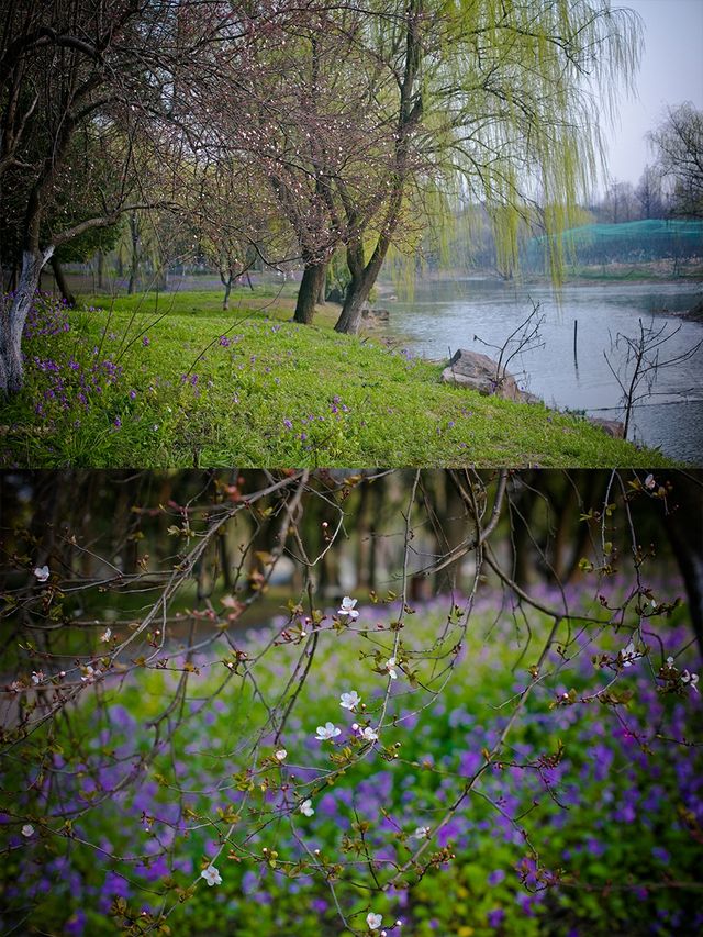 一個城市公園 春天的雙休日人都擠不進去 一個城市公園 春天的雙休日人都擠不進去
