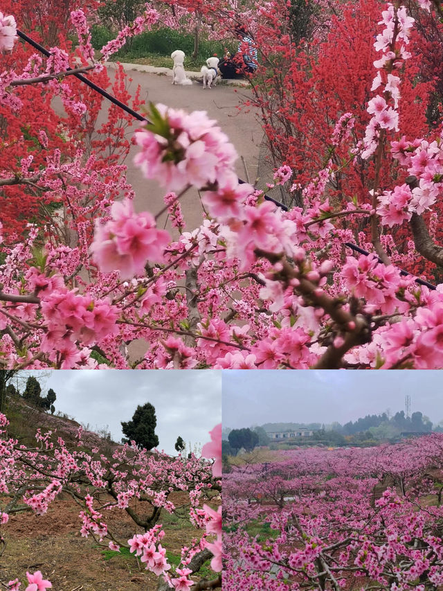 龍泉桃花開了，成都8個賞花地方推薦