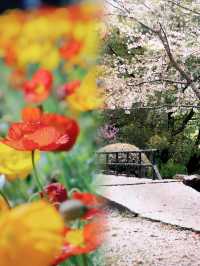 春日賞花指南：上海共青森林公園完美之旅