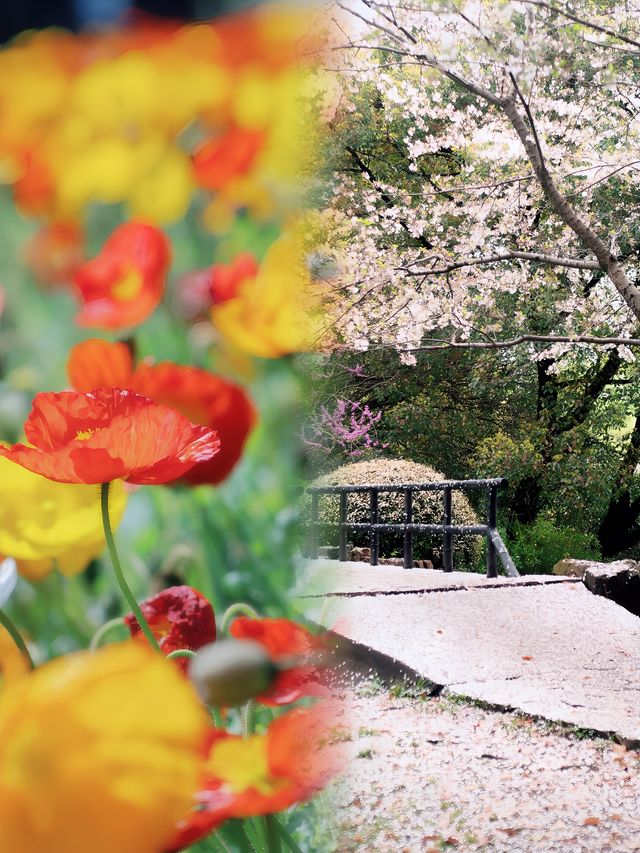 春日賞花指南：上海共青森林公園完美之旅