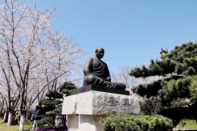 揚州鑑真路粉櫻花團錦簇