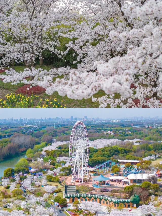 Gucun Park is a sea of flowers! Miss it and wait another year