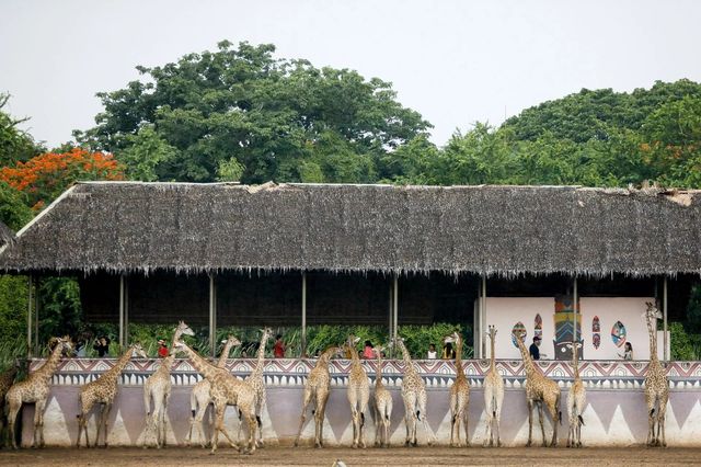 遊玩曼谷野生動物園