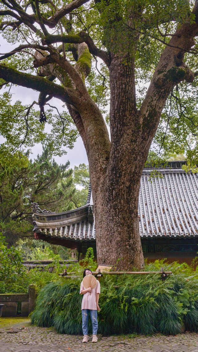 在天台發現了一座免門票的超美寺廟～