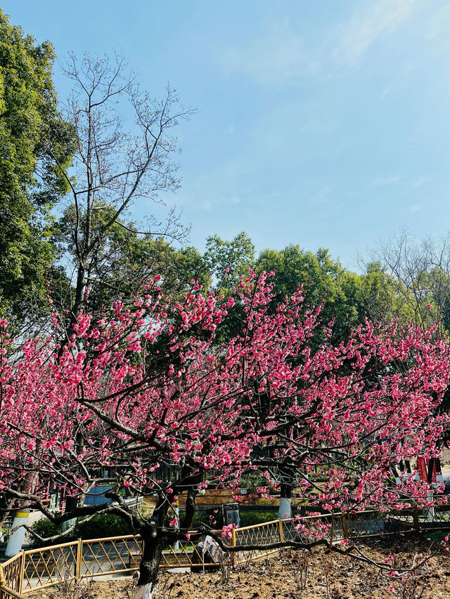 逛逛古林公園