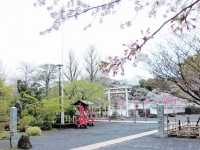 Cherry Blossom Dreaming