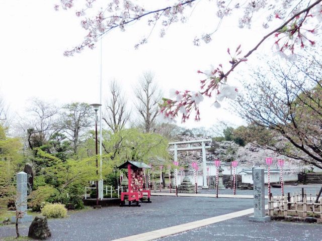 Cherry Blossom Dreaming