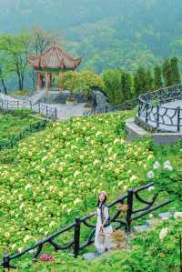 抓住重慶春天的尾巴 去鮮花盛開的山坡