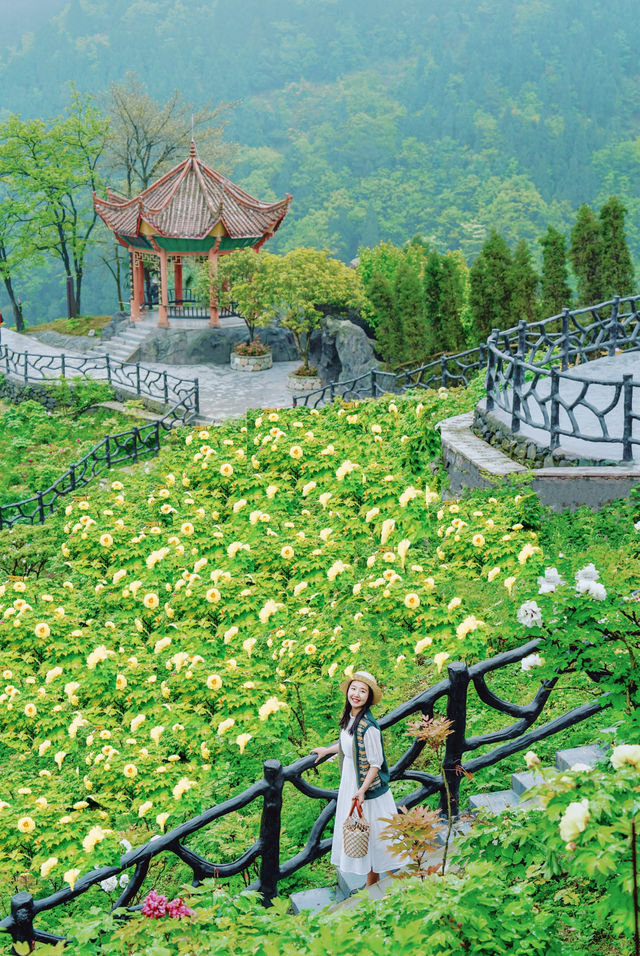 抓住重慶春天的尾巴 去鮮花盛開的山坡