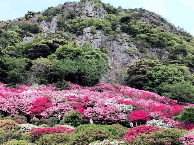 Mifuneyama Nature's Charm and Sakura