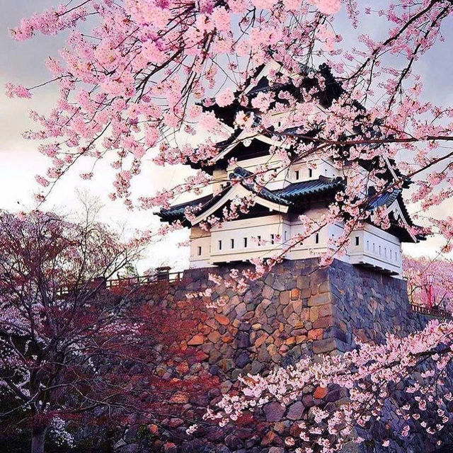 Cherry Iconic Japanese Japanese locations 🌸